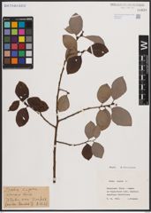 Foto von Salix caprea L.